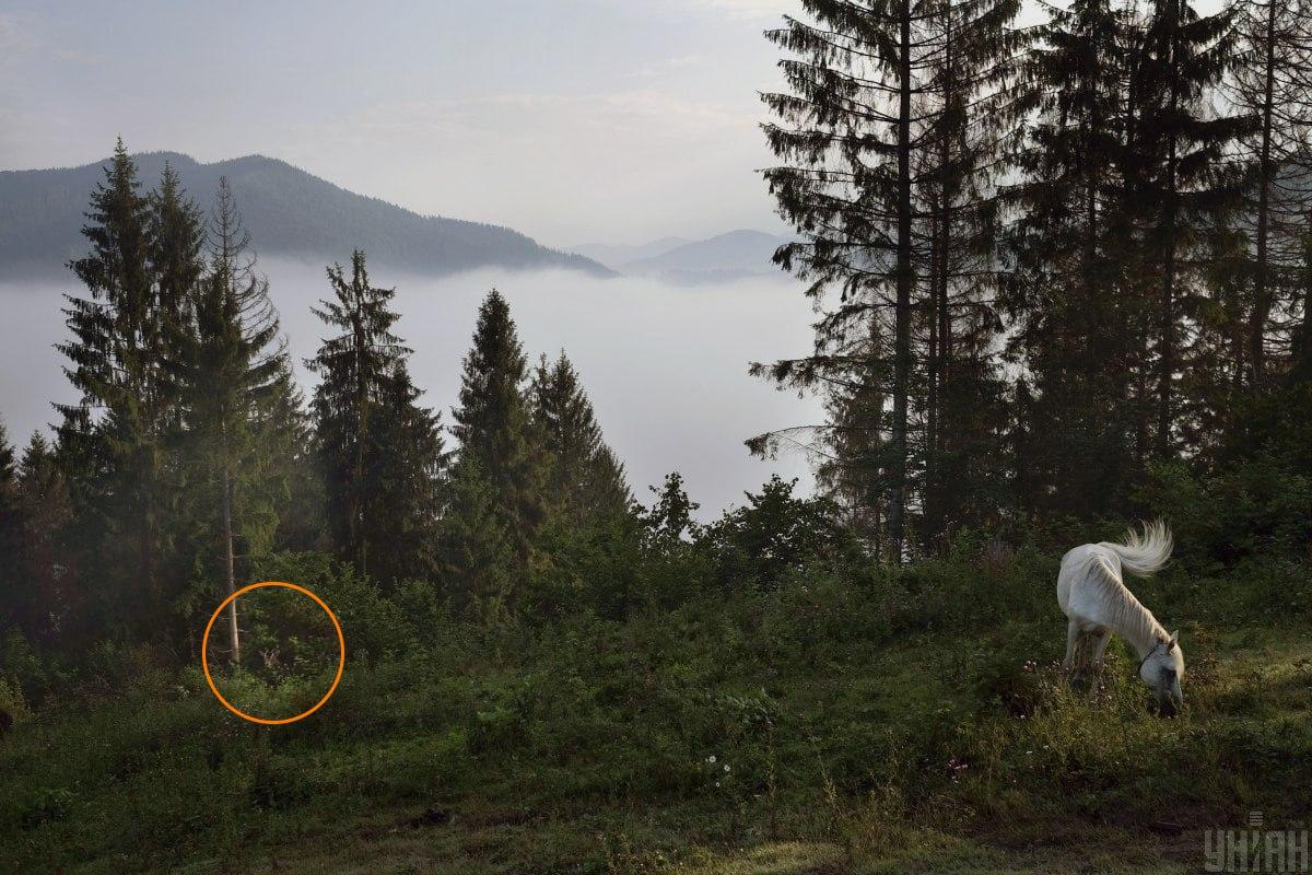 Ožka slėpėsi žalumoje / koliažas su Moje nuotr.