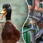 Per 10 sekundžių suraskite paveikslėlyje pavaizduotą antį: mįslę gali įminti